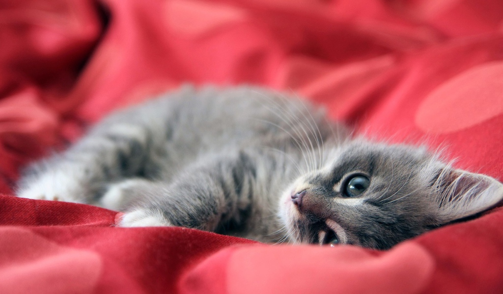Серый котенок лежит на красной ткани