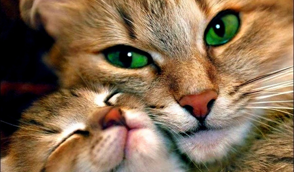 Зеленоглазая кошка с котенком