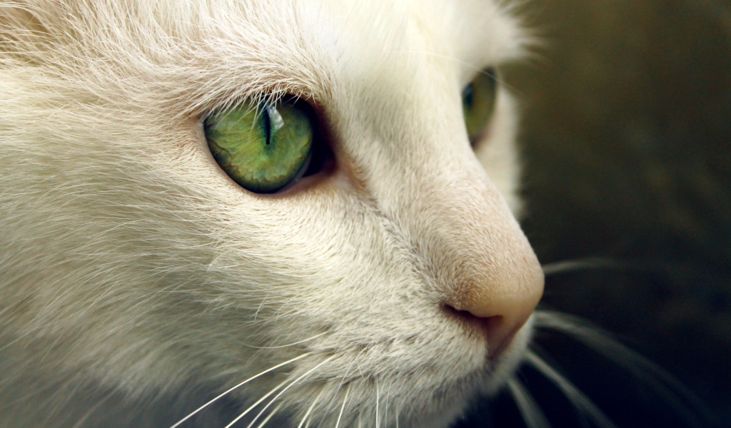 Зеленые глаза на белой морде кота