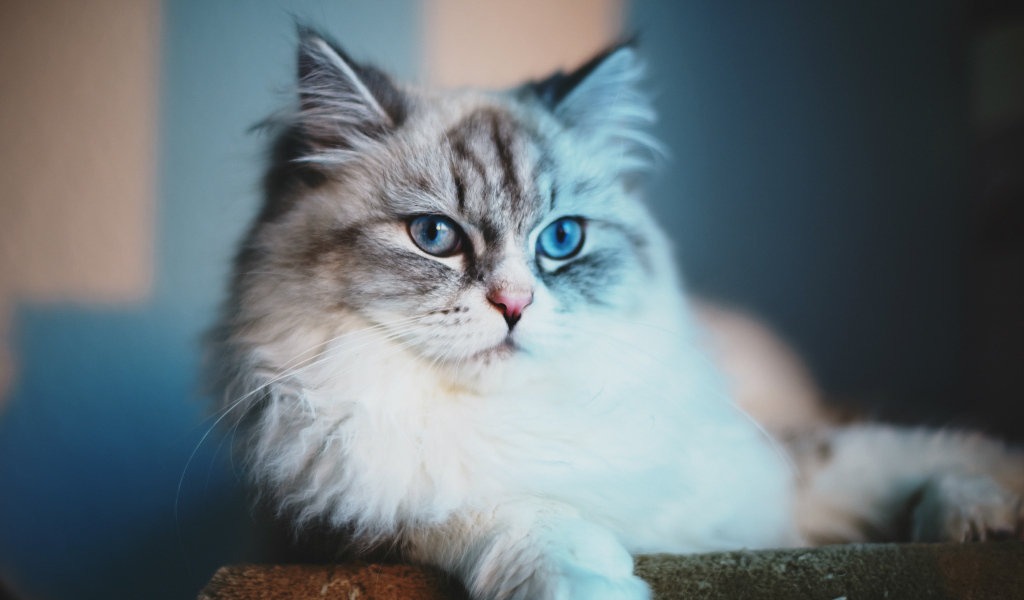 Серый кот с голубыми глазами