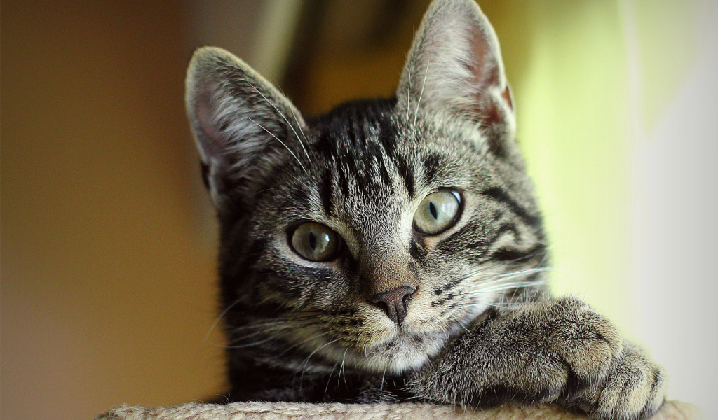 Серый Кот с зелеными глазами