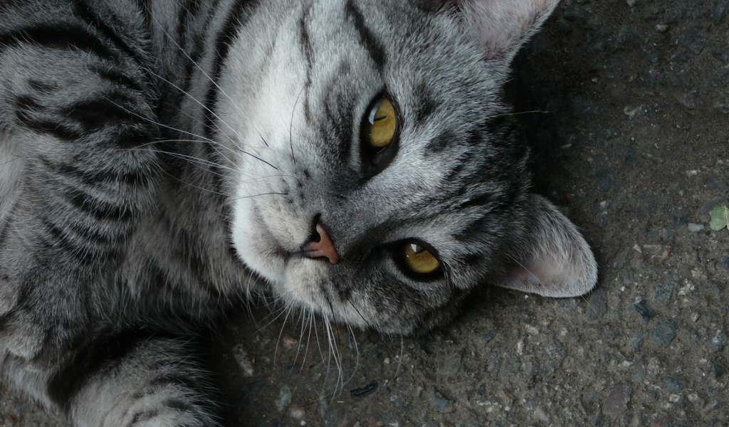 Серый полосатый кот