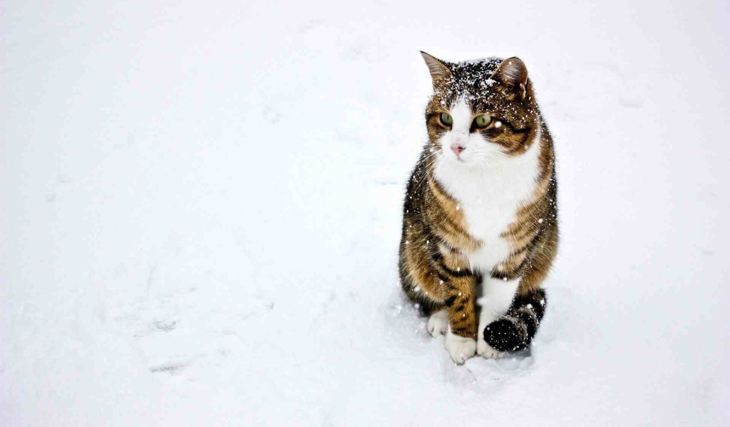 Домашний кот играет в снегу