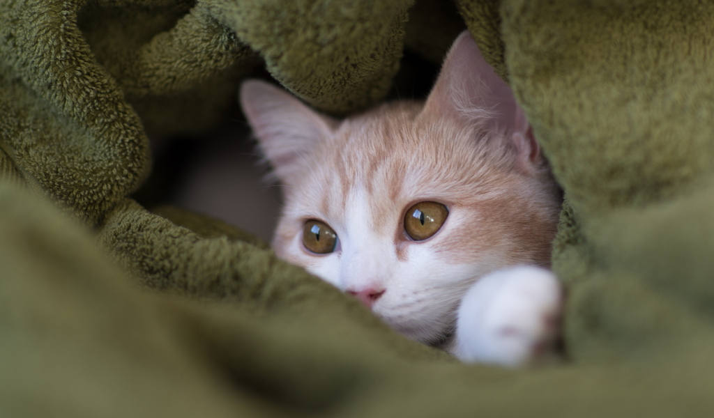 Котенок прячется в пледе