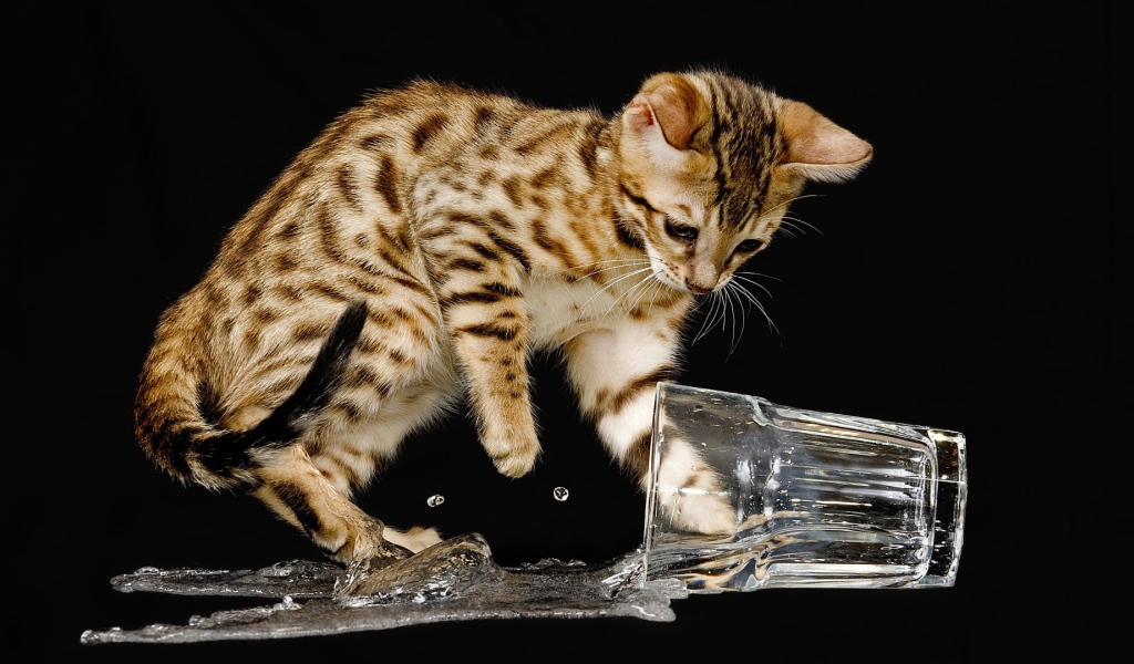 Котенок опрокинул стакан с водой