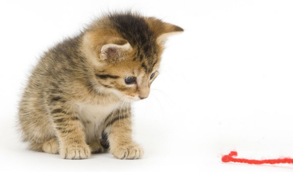 Котенок смотрит на красную нитку