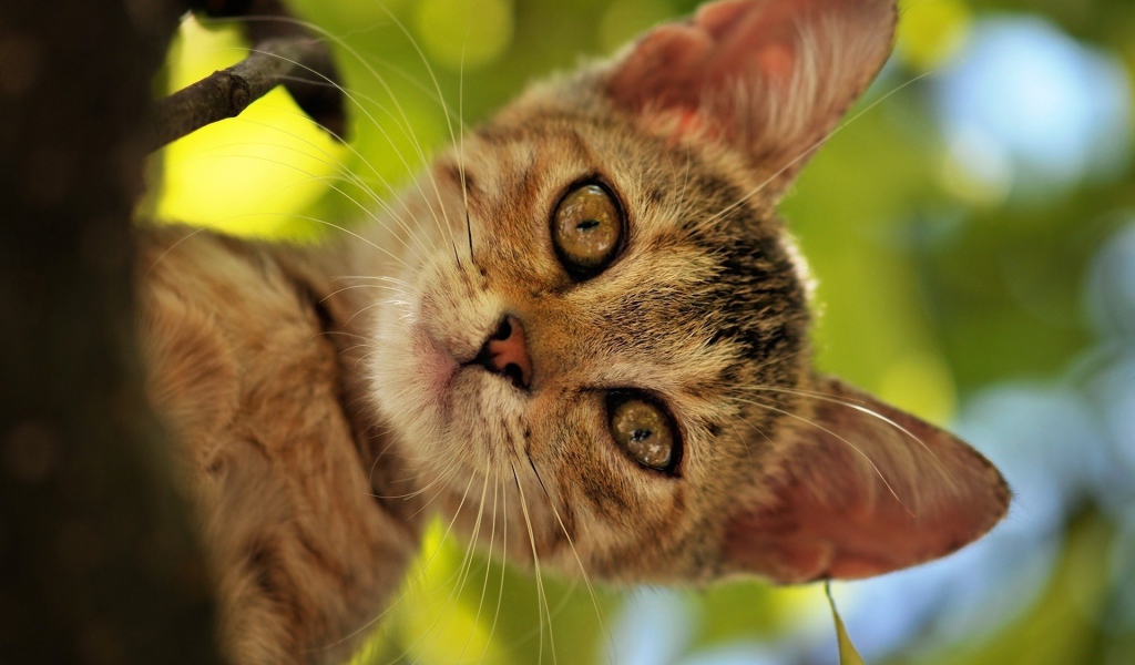 Котенок на дереве