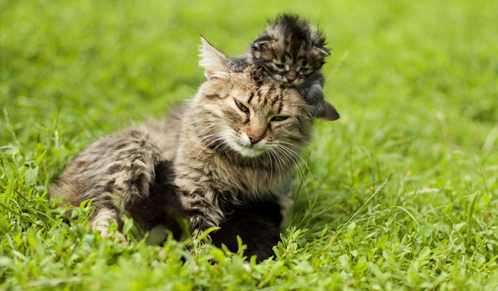 Котенок на голове у мамы