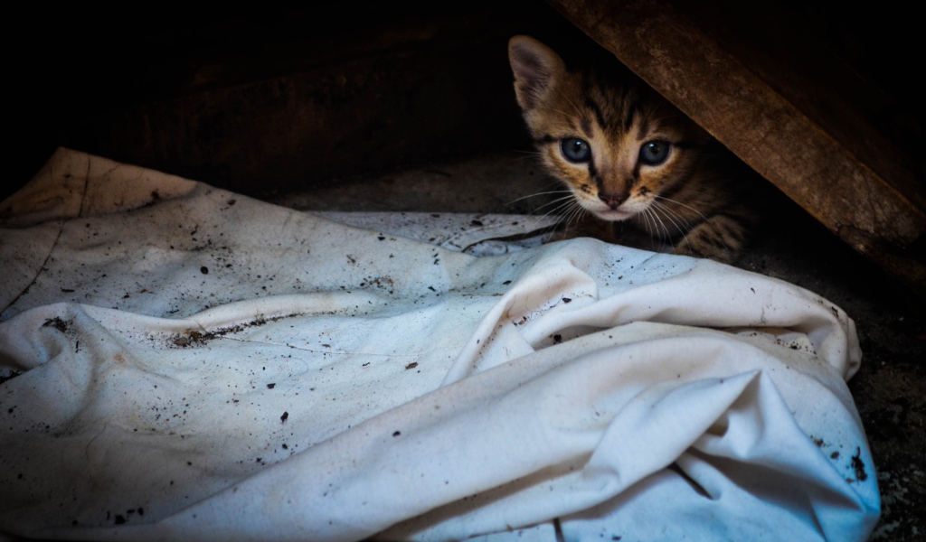 Котенок выглядывает из под доски