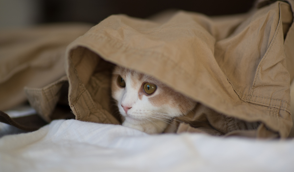 Котенок играет в прятки