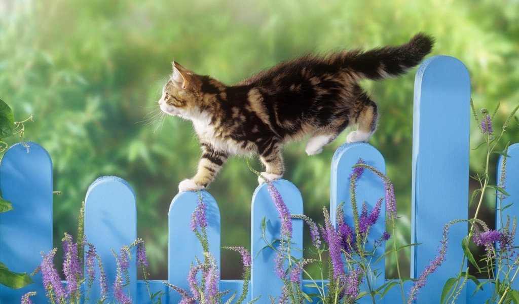 Котенок гуляет по голубому забору