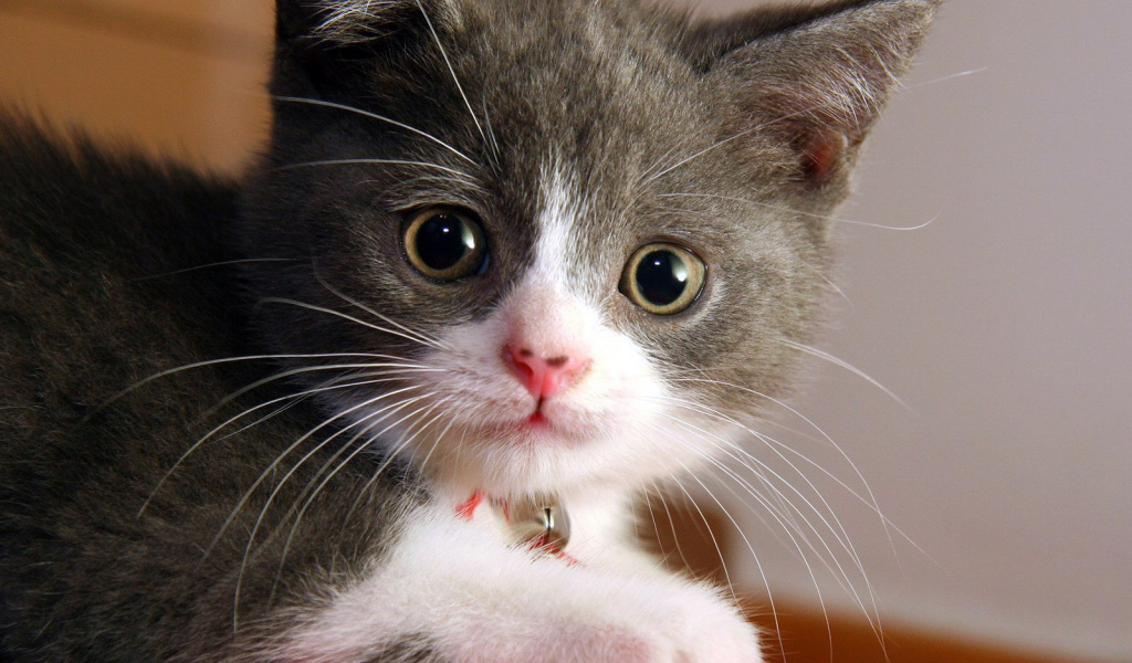 Котенок с белой мордочкой