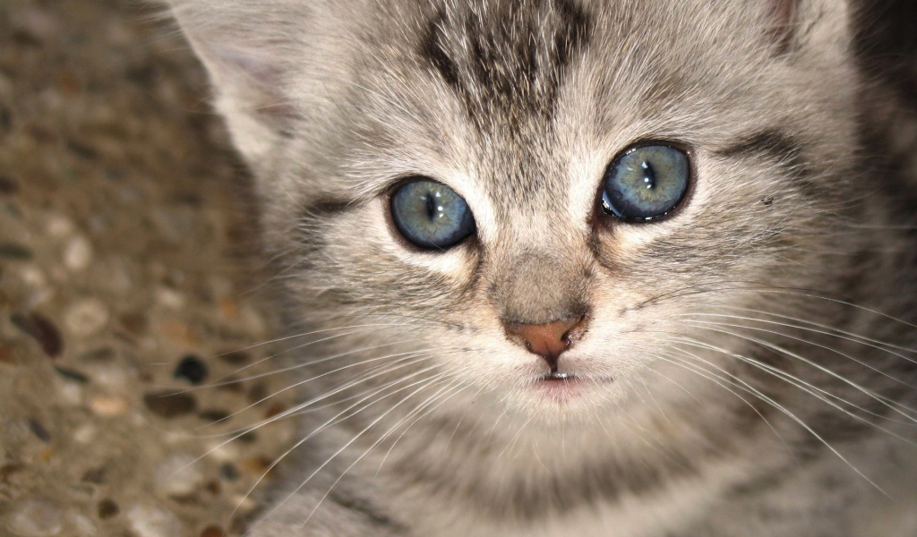 Kitten with grey blue eyes