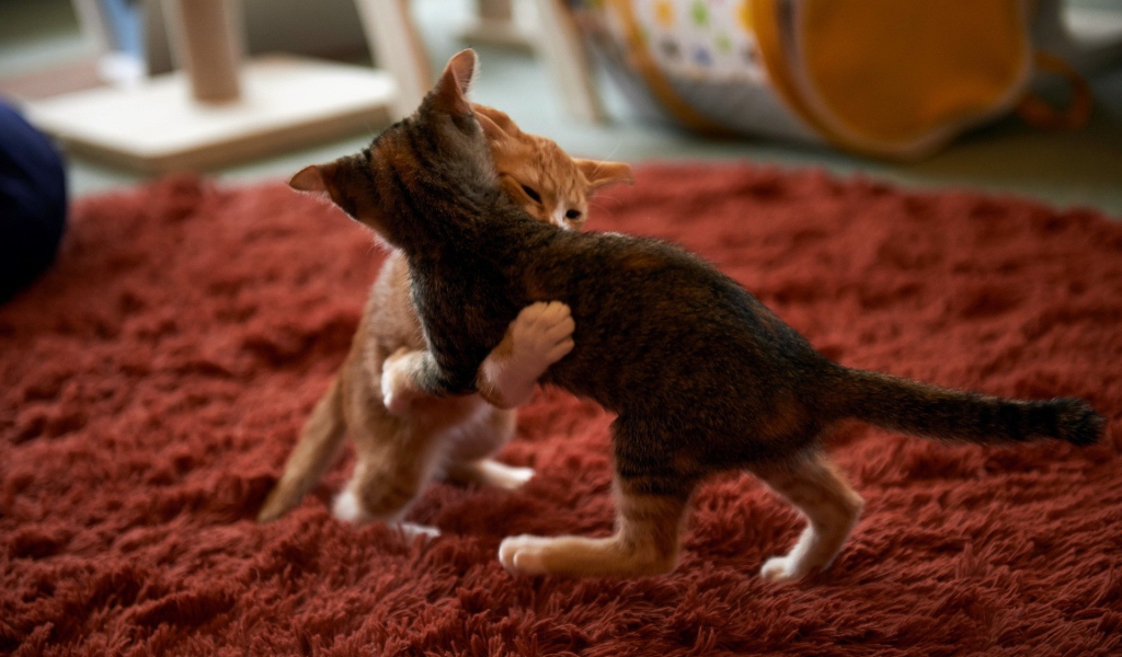 Котята играют на красном ковре
