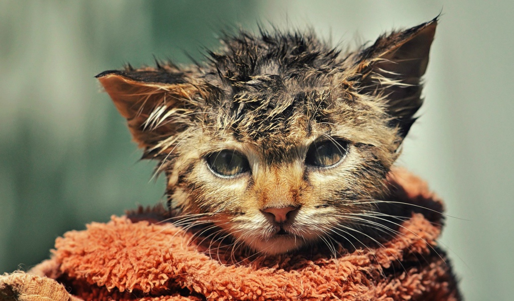 Котенок после купания