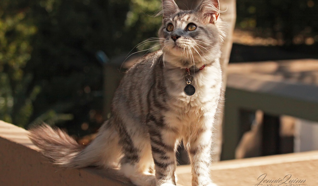 Медальон на ошейнике кошки