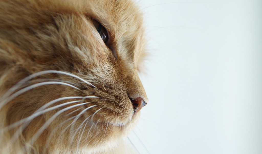 Морда старого рыжего кота