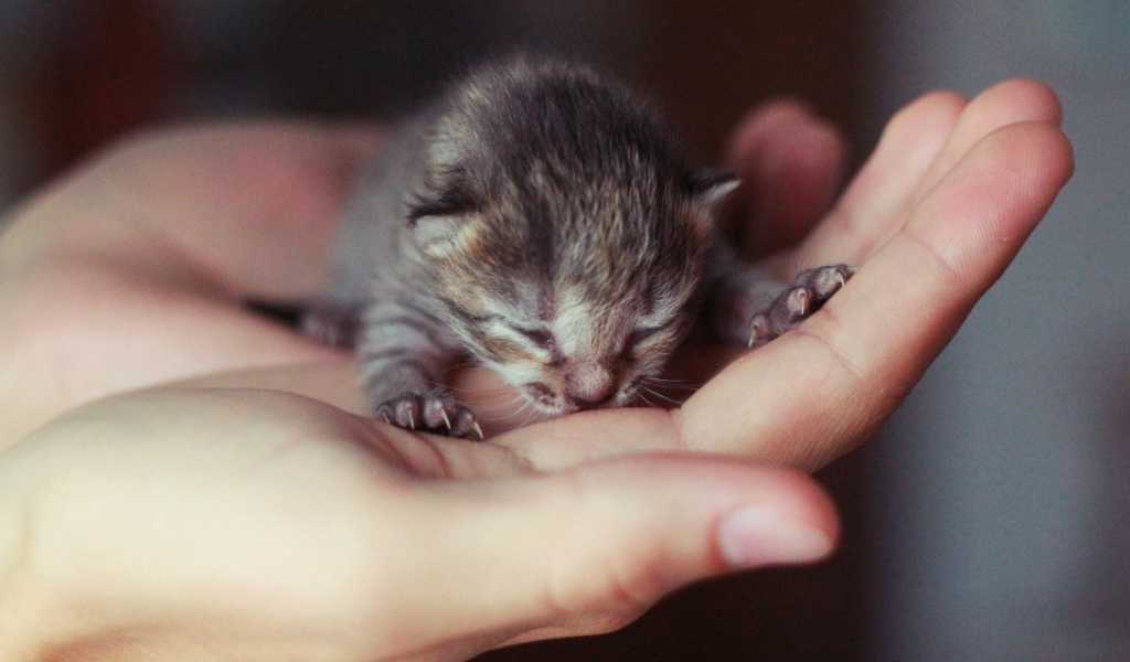Новорожденный котенок на ладони