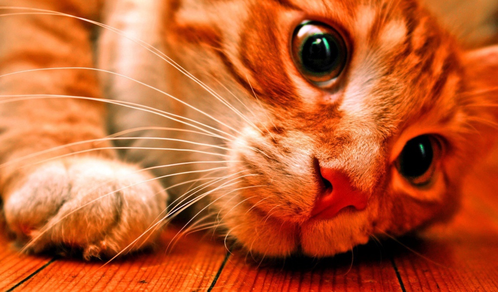 Розовоносый кот заглядывает под кровать