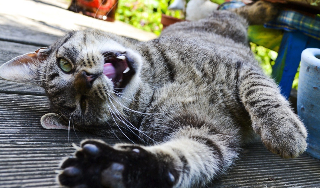 Довольный забавный кот