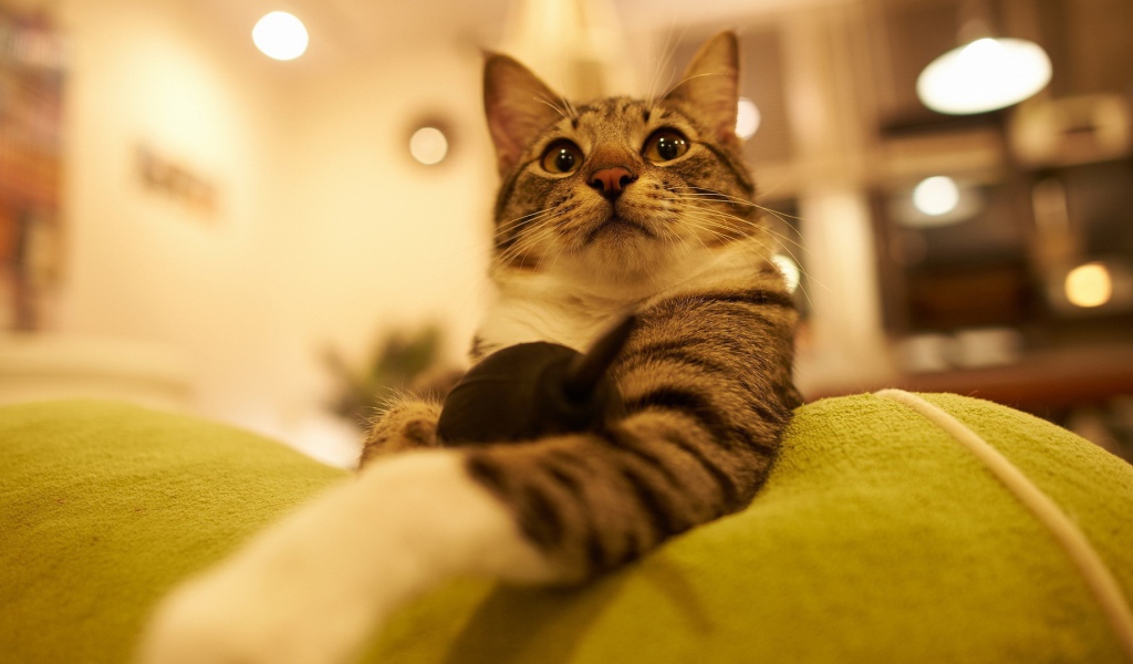 Горделивый домашний кот