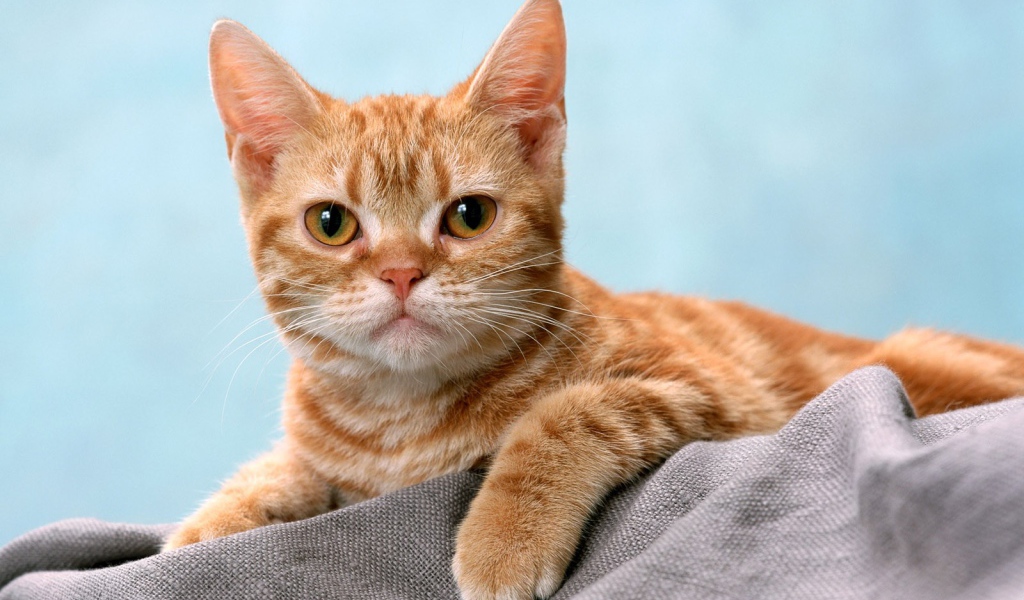 Курносый рыжий котенок