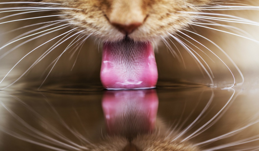 Рыжий кот пьет воду