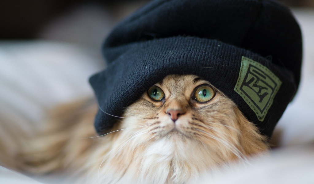 Рыжий кот в шапке