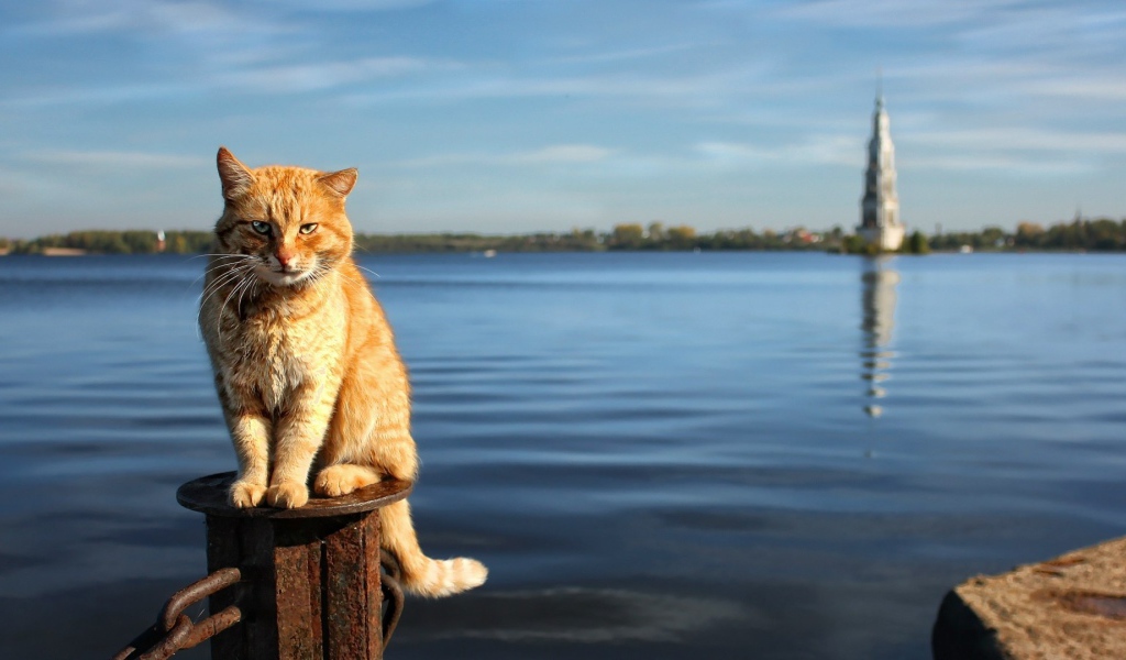Рыжий кот на фоне воды