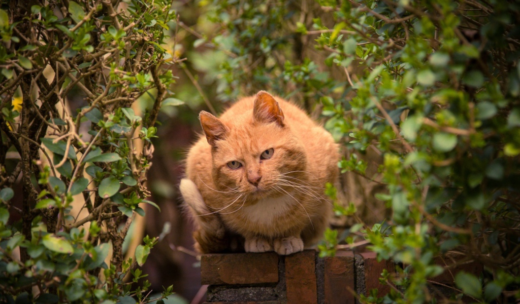 Рыжий кот на каменном заборе