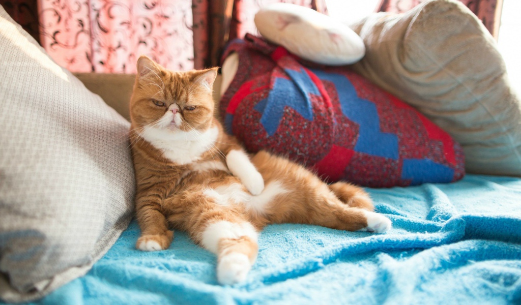 Рыжий кот на подушках