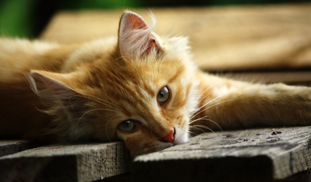 Рыжий кот на серых досках