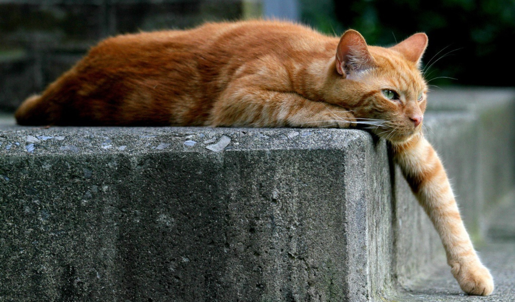 Рыжий кот опустил лапу вниз