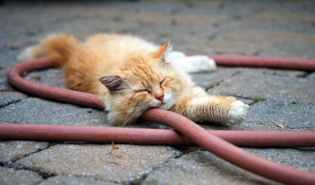 Рыжий кот спит на шланге