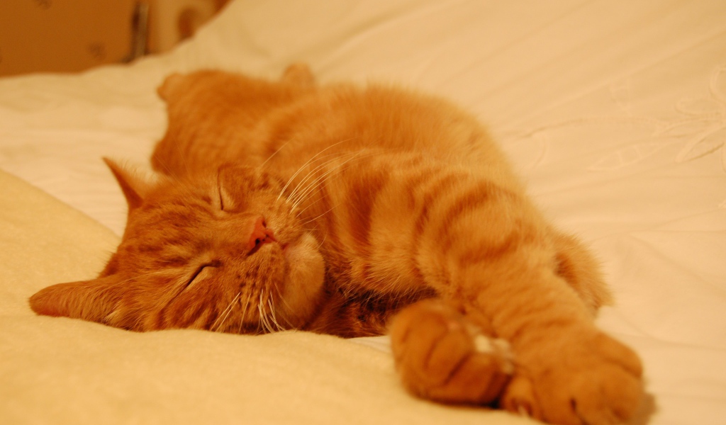 Рыжий кот сладко спит на простыне