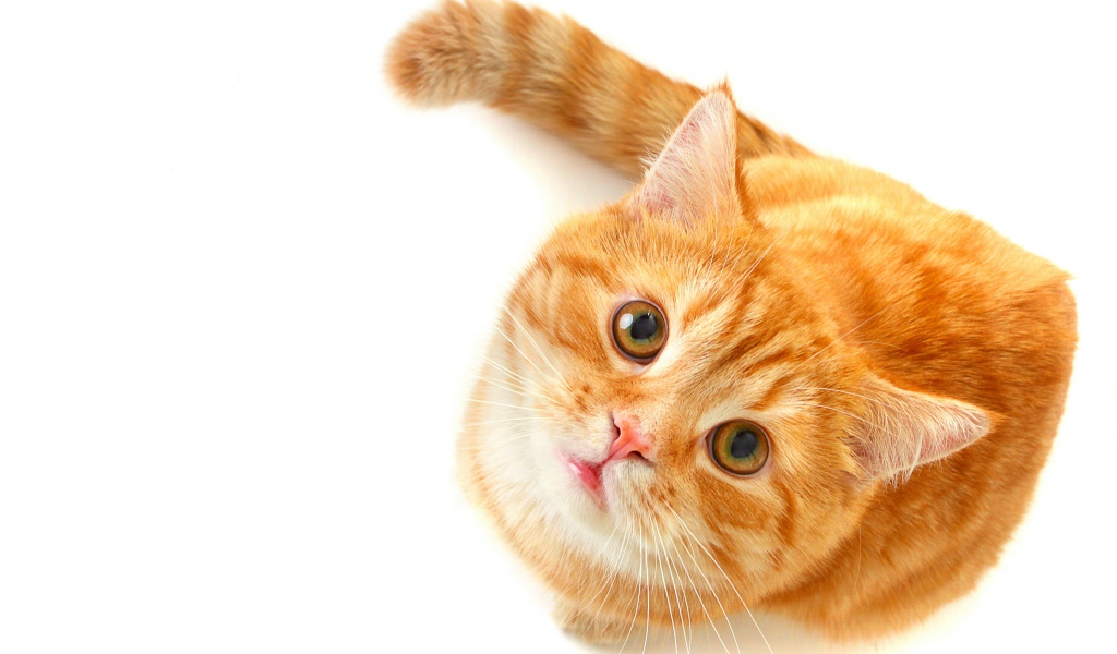 Рыжий кот с зелеными глазами