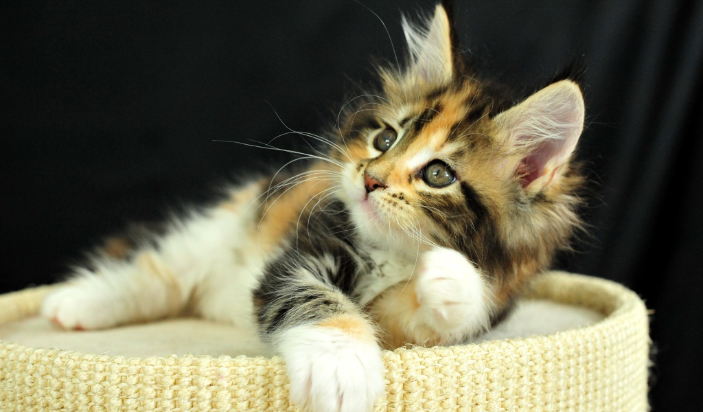 Рыжий котенок на пуфе