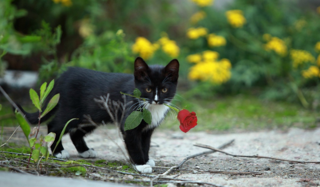 Роза в зубах у котенка
