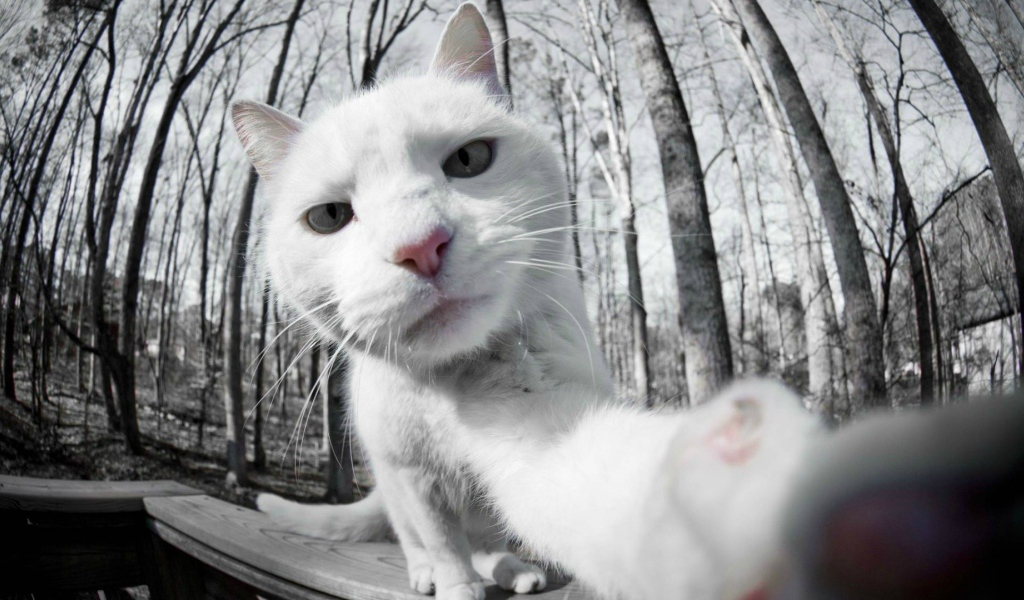 Селфи белого кота