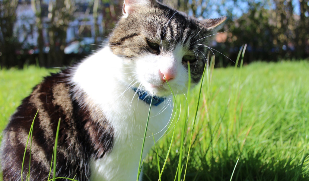 Грустный домашний кот на траве