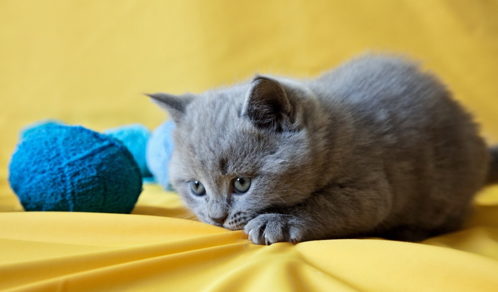 Грустный котенок с голубыми клубками