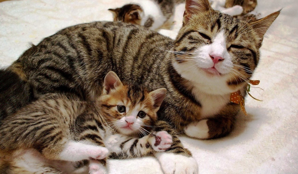 Довольная кошка с котенком