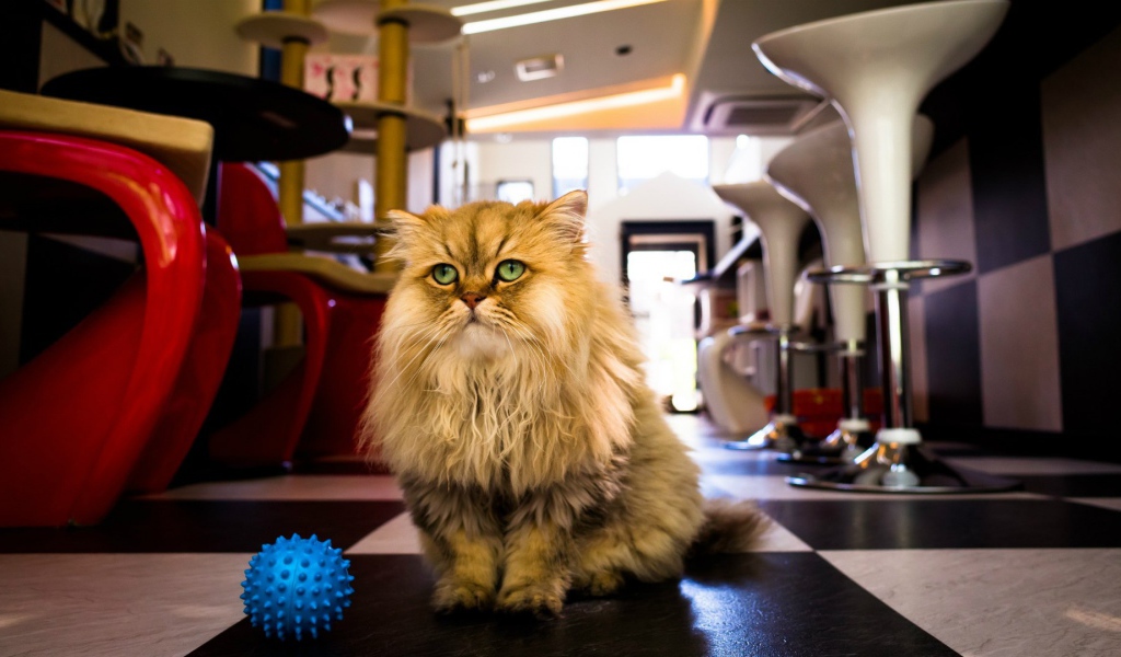 Лохматый кот с игрушкой