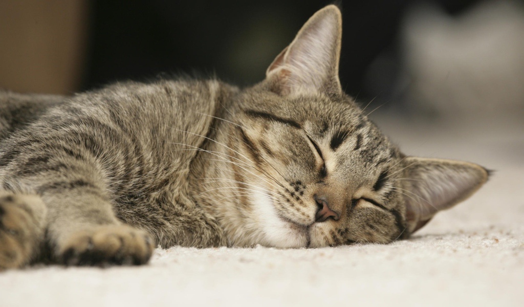 Спящий домашний кот