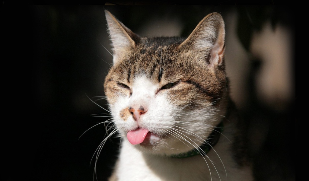 Хитрый кот показывает язык