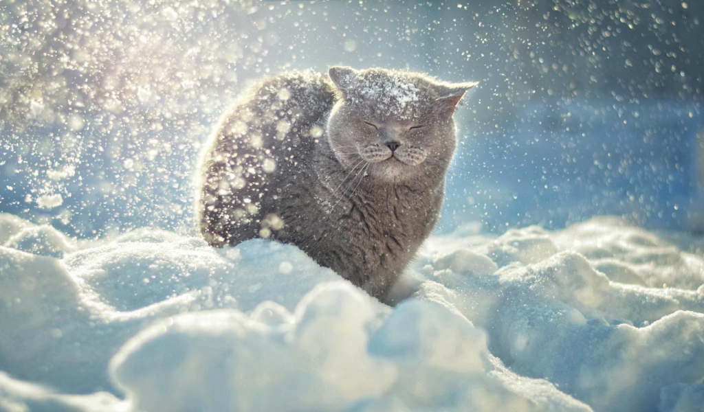 Снег падает на голову коту
