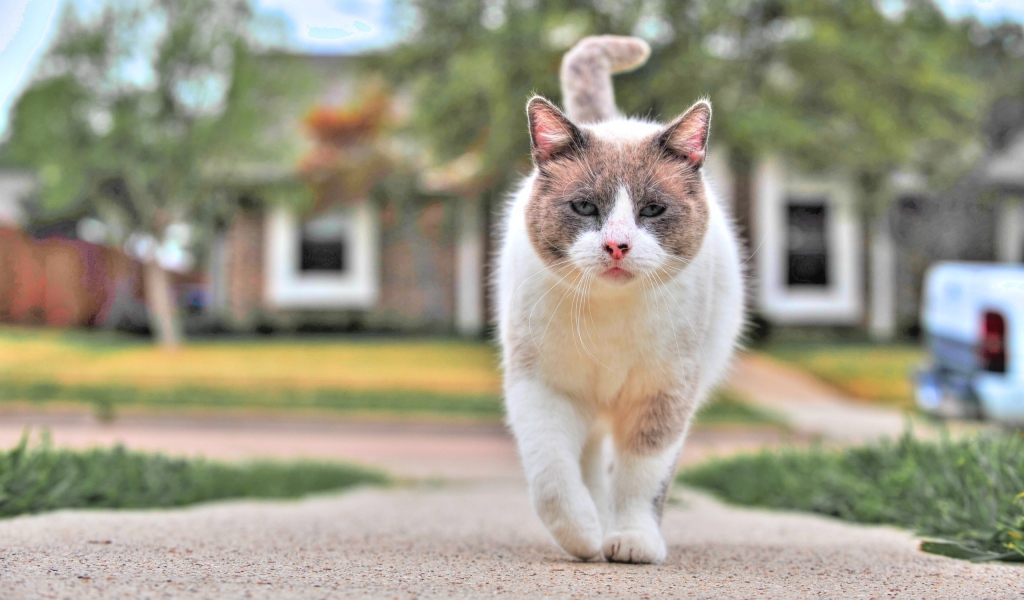 Уличный кот бандит