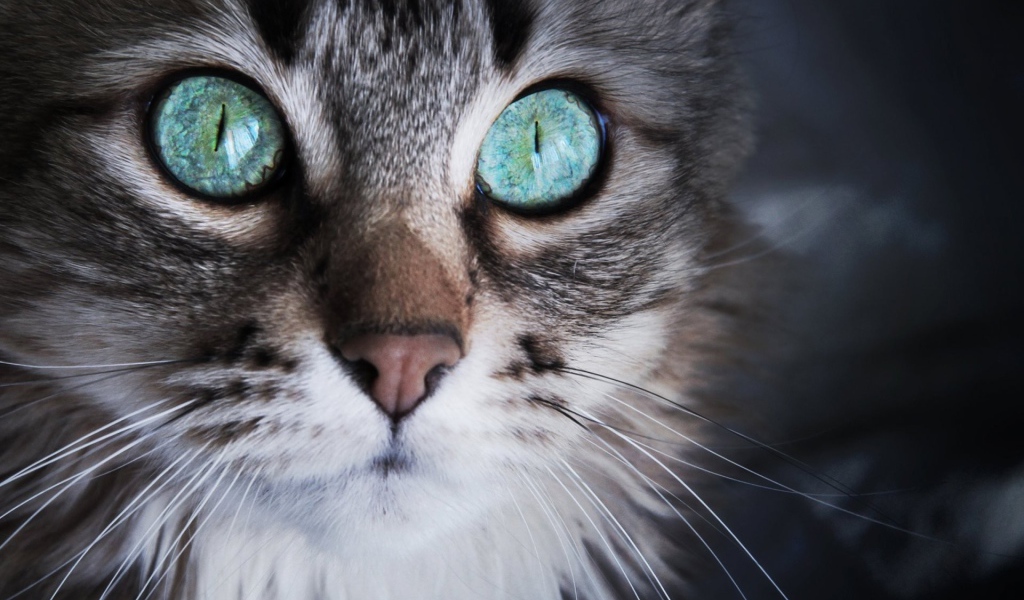 Удивленный кот с серыми глазами