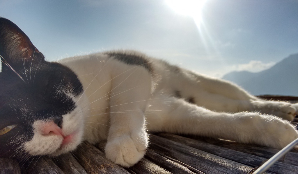 Кот сладко дремлет под лучами солнца