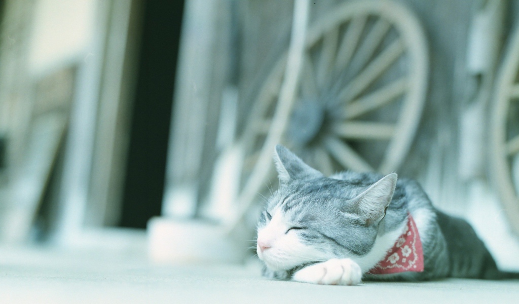 Кот в нашейном платке